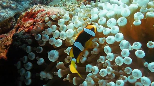 Ocean Relaxing Sound from Underwater, Deep Sea, Coral Reef, Fishes, Jellyfishes, Whales, Turtles смотреть онлайн