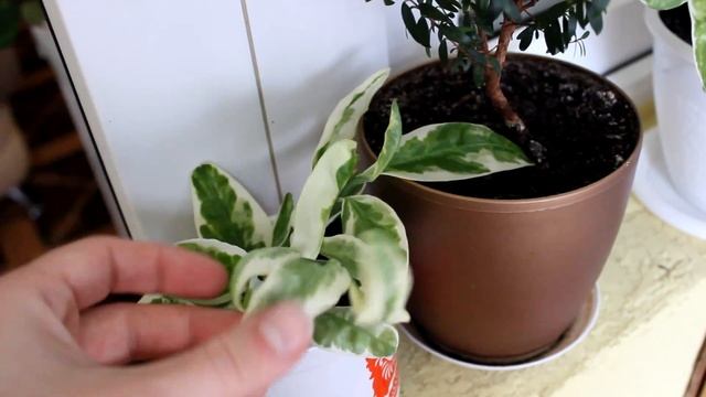 Как размножить педилантус. [Надежда и Мир] смотреть онлайн