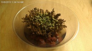 Selaginella lepidophylla «Dinosaur Plant» Time-Lapse 10/7 - 10/8