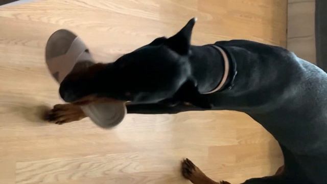 Как доберманы живут дома, в квартире смотреть онлайн