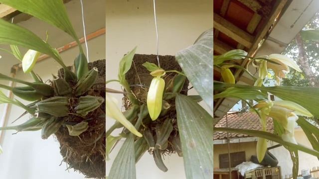 COELOGYNE SPECIOSA смотреть онлайн