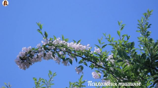 ВЕСНА - Звуки природы, пение птиц, для релаксации, сна, Sleep Relax смотреть онлайн