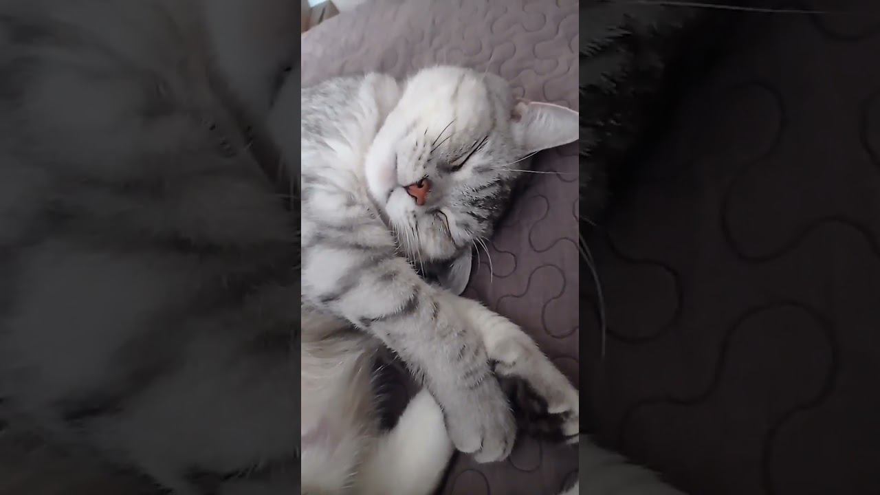 Смешной котик #Shorts смотреть онлайн