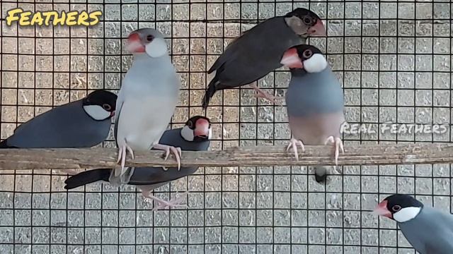 java finches வளர்புமுறை | Java finches breeding tips in tamil | Real Feathers | Vijayakumar смотреть онлайн