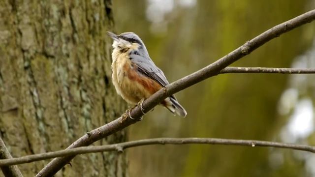 Eurasian Nuthatch (Sitta europaea) / Kleiber oder Spechtmeise [09] смотреть онлайн