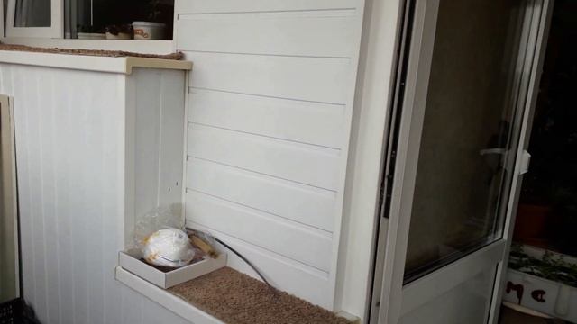 ОБЗОР РАССАДЫ//ПИКИРОВКА ПЕРЦА//КОТЭ смотреть онлайн