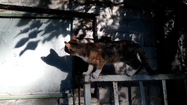 Красивый дворовый котенок смотреть онлайн