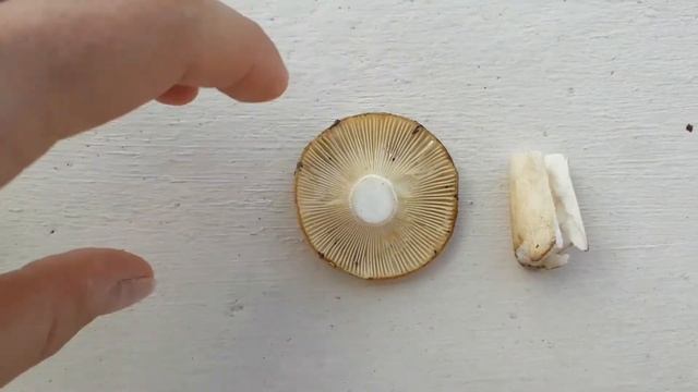 Comparing 3 russulas - Charcoal Burner, Ochre Brittlegill, Beechwood Sickener смотреть онлайн