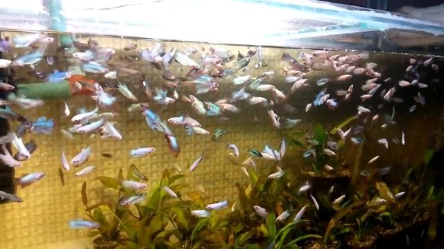 500 петушков | Siamese fighting fish | Betta Fish смотреть онлайн