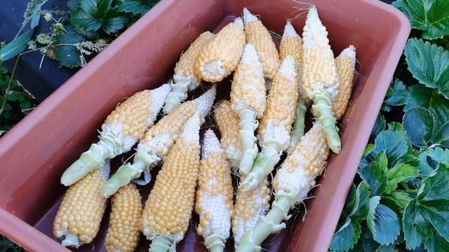 Кукуруза для приготовления домашнего попкорна смотреть онлайн