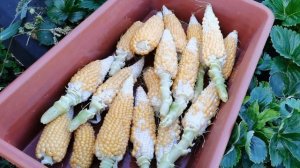 Кукуруза для приготовления домашнего попкорна