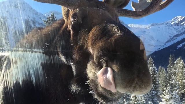 Moose Licks Car - Close Encounter - Alberta Canada