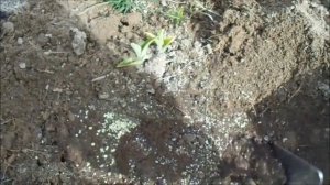 НЮАНСЫ ПОСАДКИ ЛИЛЕЙНИКОВ