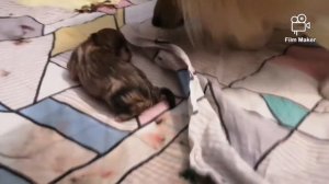 Первые роды шпица Бонни