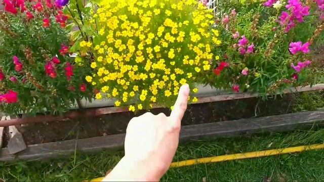 ?Что выросло из цветочных семян?? смотреть онлайн