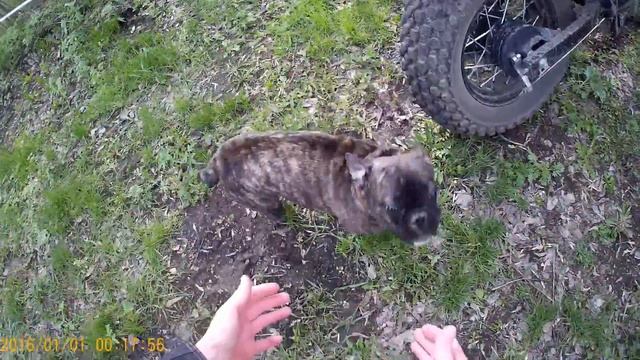 07.05.2018. Stels Десна 220 Фантом. На даче. Собака не узнала. смотреть онлайн
