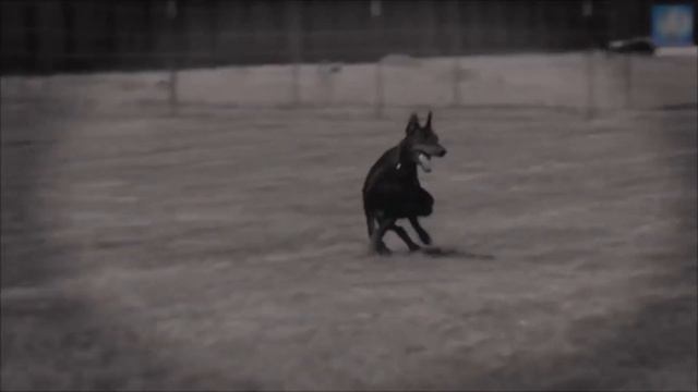 Самые опасные собаки в мире. Запрещены во многих Странах. Топ 10. смотреть онлайн