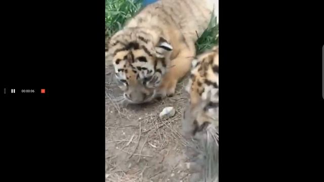 милое рычание львёнка! милый львёнок!!! смотреть онлайн