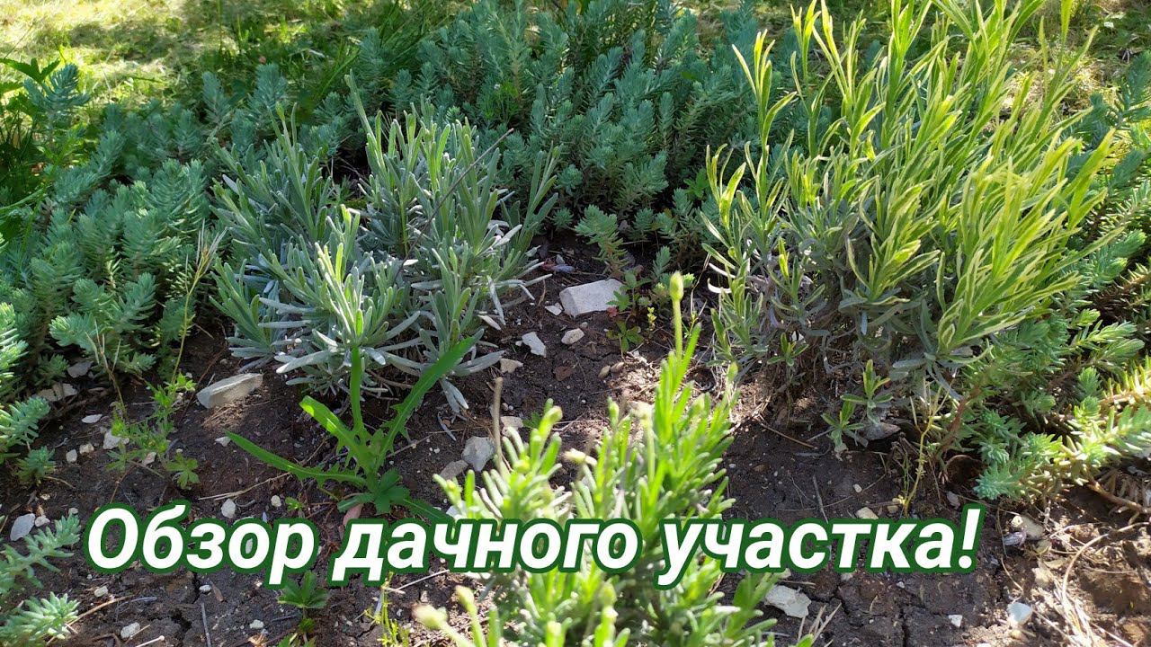 Прогулка по дачному участку. смотреть онлайн