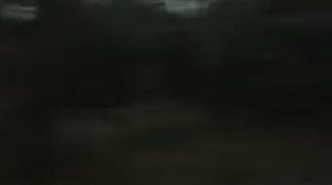 Нагонка молодой русской гончей