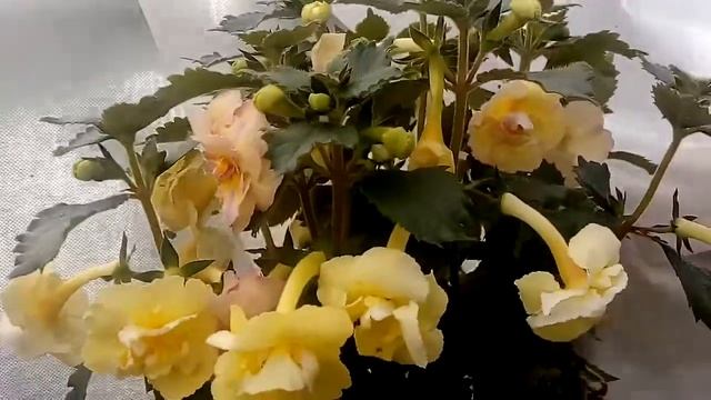 АХИМЕНЕС. Yellow Englis Rose смотреть онлайн