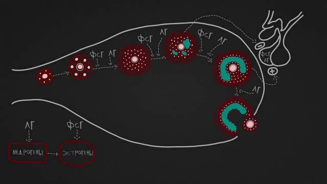 Менструальный цикл яичниковый цикл, маточный цикл смотреть онлайн