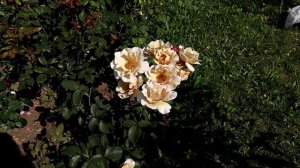 ТОП 7. Розы кофейного, карамельного окраса.