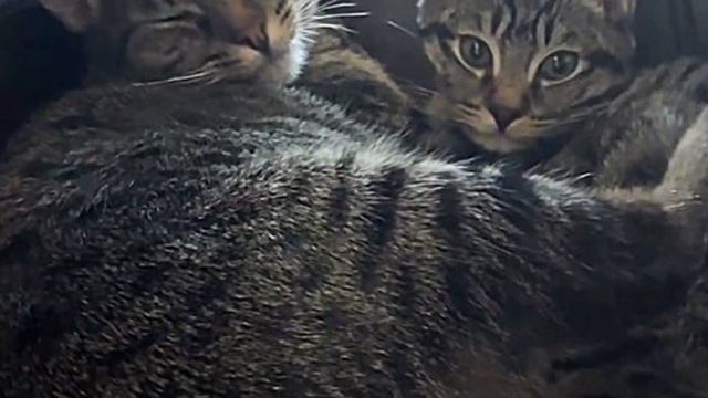 Cat Has Never Left Her Kitten Since Day One, They Depend on One Another in a Beautiful Way смотреть онлайн