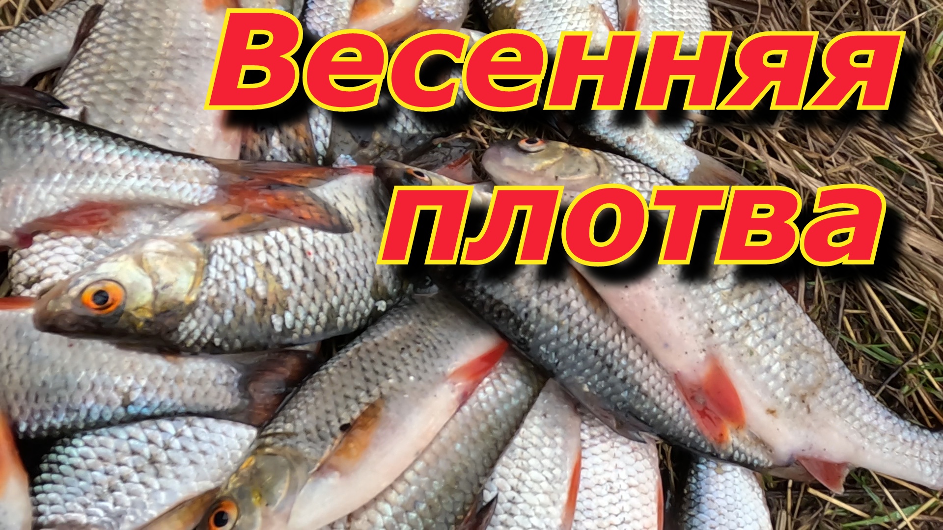 Рыбалка на плотву. Ловля ПЛОТВЫ на маховую удочку! смотреть онлайн