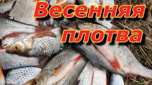 Рыбалка на плотву. Ловля ПЛОТВЫ на маховую удочку!