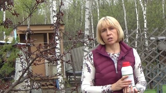 Подкормка пионов. Делайте это правильно! смотреть онлайн