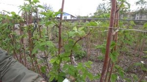 Малина подвязка на шпалеру. Подвязка малины весной. Сельская жизнь