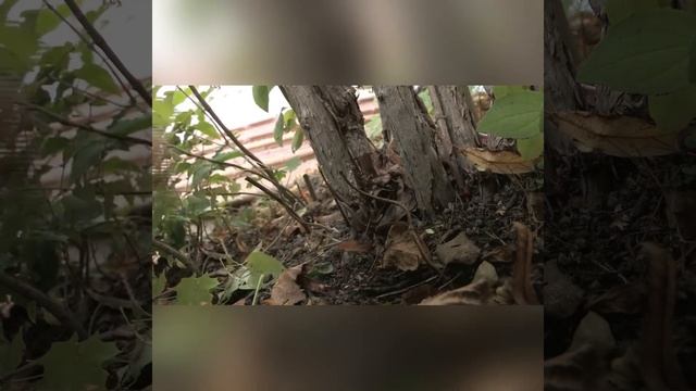 Кустарники / Обрезка кустарников / Как осенью обрезать кустарники