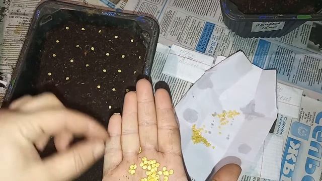 Сеем перец. Болталочка смотреть онлайн