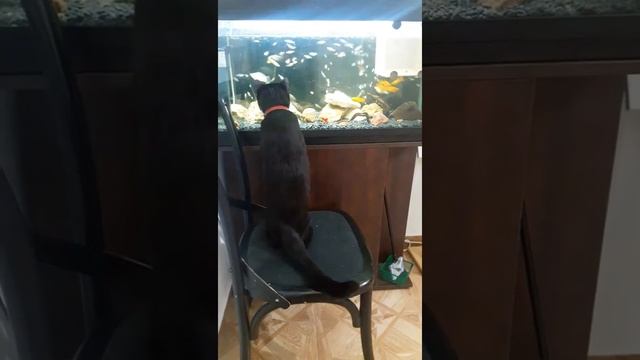 Кот ловит рыбу.Смешные видео с котом)) смотреть онлайн