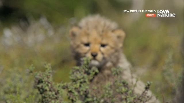 Дикие детишки (Малыши в дикой природе) / New Kids in the Wild Серия 3 Усана детеныш гепарда смотреть онлайн