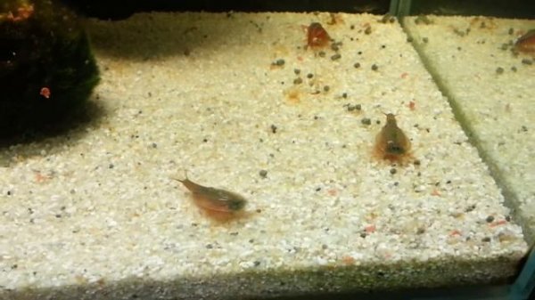 Triops Granarius Teil 2
