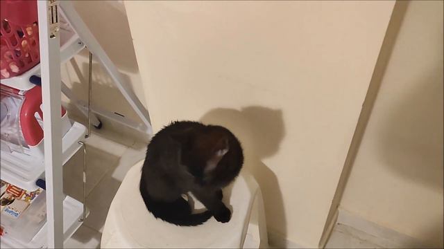 Котёнок просит кушать. The cat asks for food. смотреть онлайн
