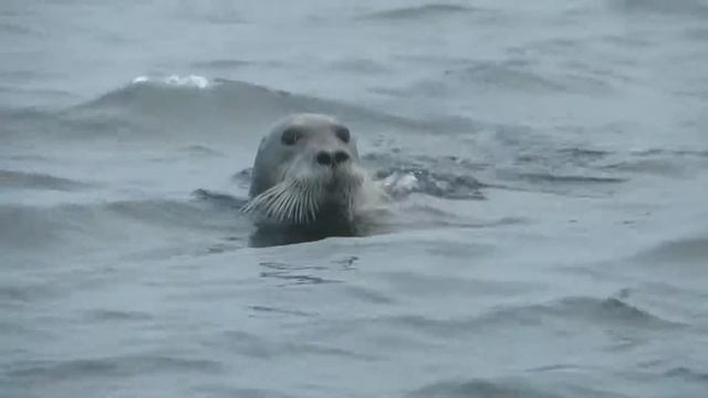 Баренцево море Морской котик смотреть онлайн
