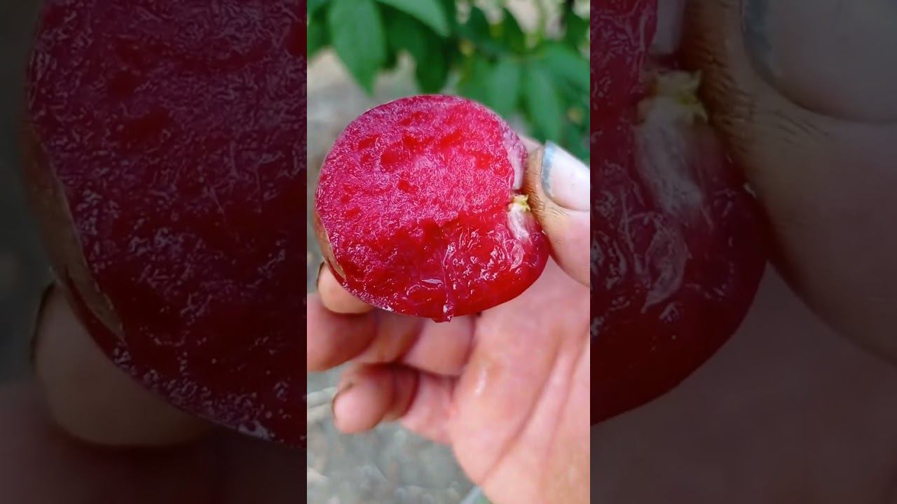 Слива Ред Харт (Red Heart)