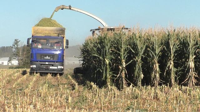 на заготовке силоса CLAAS Jaguar 870 и МАЗ 5440С9 / МАЗ-6501 смотреть онлайн