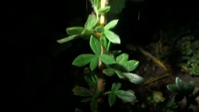 Primrose beauty смотреть онлайн