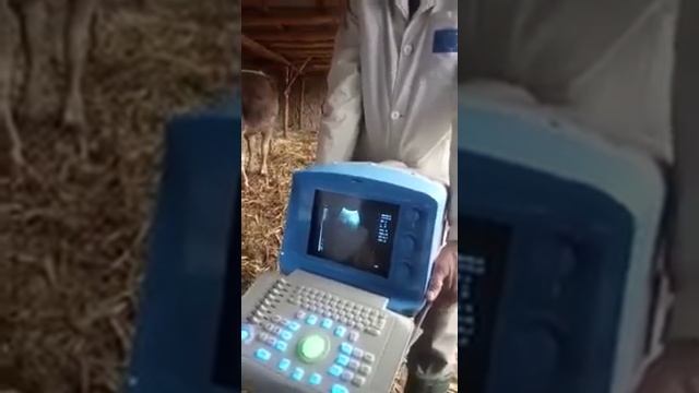 УЗИ мал, жылкы смотреть онлайн