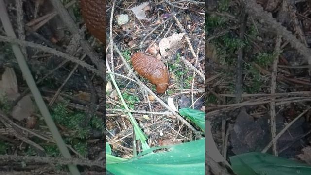 Слизень слизняк новый вид!! смотреть онлайн