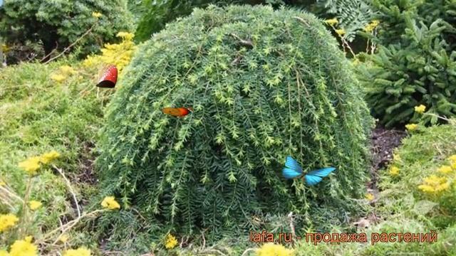 Тсуга канадская (tsuga Canadensis) ? канадская тсуга обзор: как сажать, саженцы тсуги