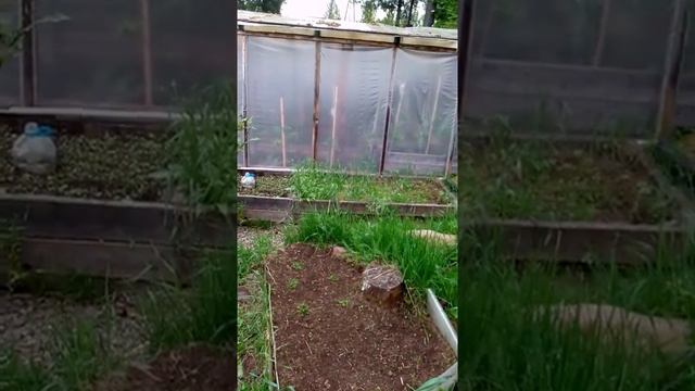 Моё отношение к химии на огороде. смотреть онлайн
