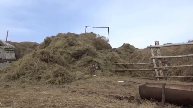 Сено накидали на три дня .Прогулка по деннику . смотреть онлайн