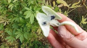 Циклантера - перуанский огурец