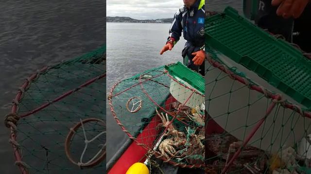 Norway Kirkenes King Crab Tour Part 2 смотреть онлайн