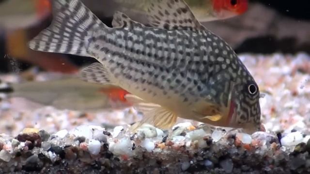 Corydoras Sterbai searching for food, close up (HD) смотреть онлайн